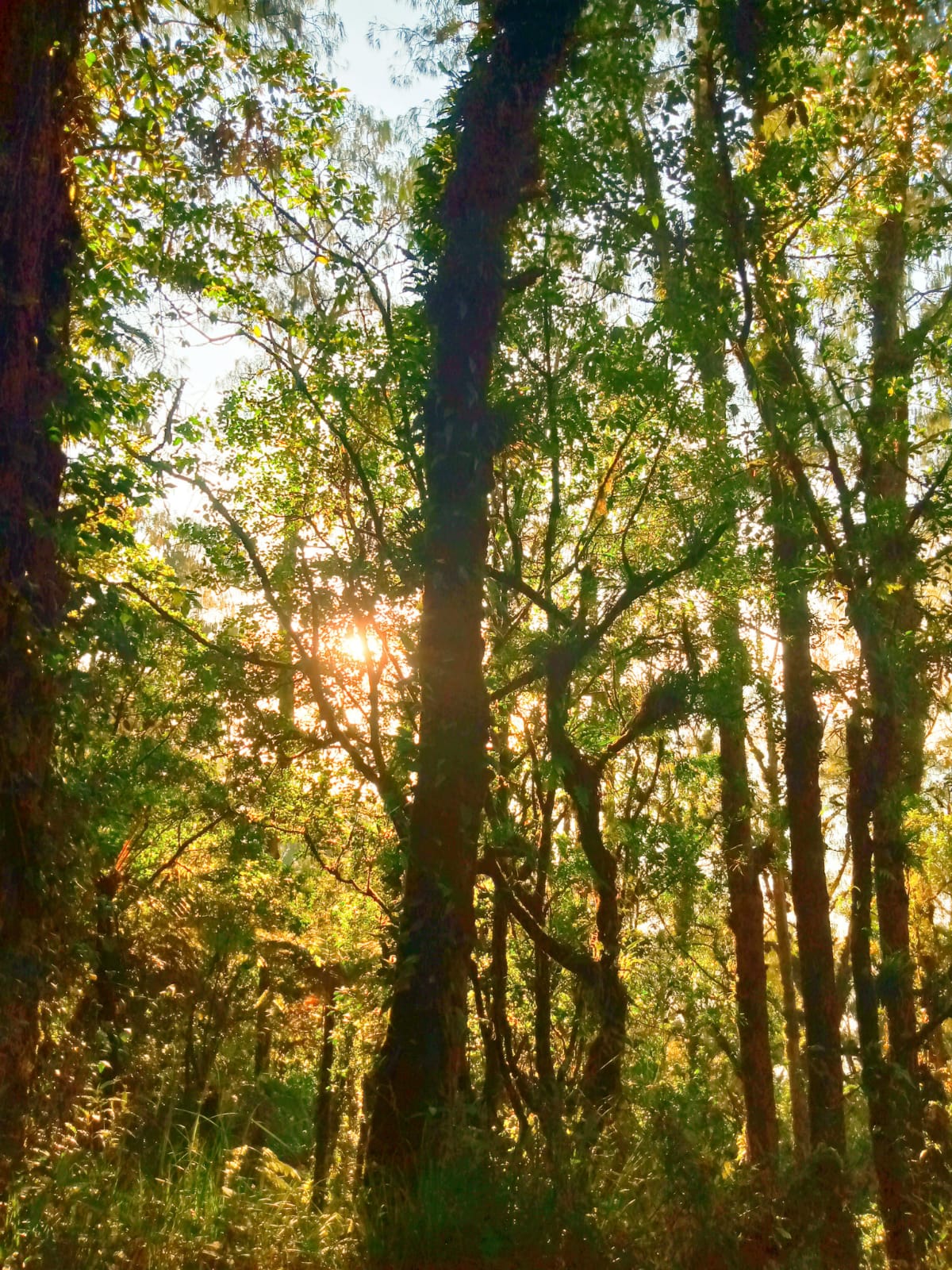 Mount Abang sunrise trekking Bali